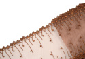 Brown embroidered lace on tulle
