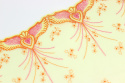 Lace on yellow tulle 1mb
