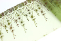 Green lace on tulle 1mb